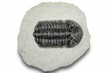 Detailed, Morocops Trilobite - Visible Eye Facets #252406-4